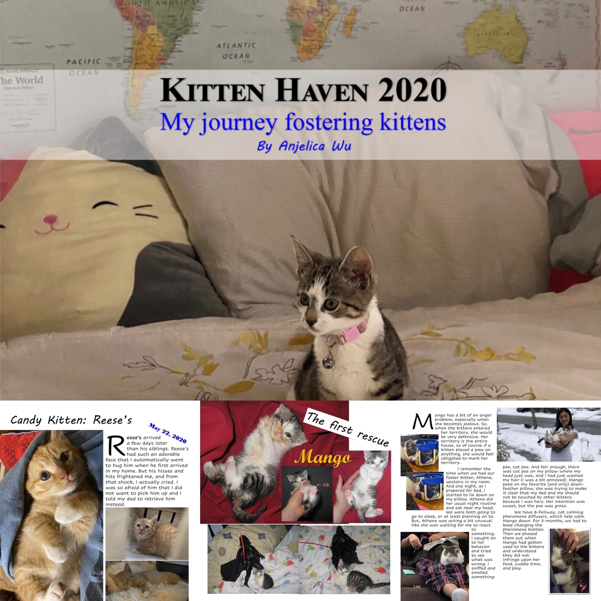 Kitty Haven 2020